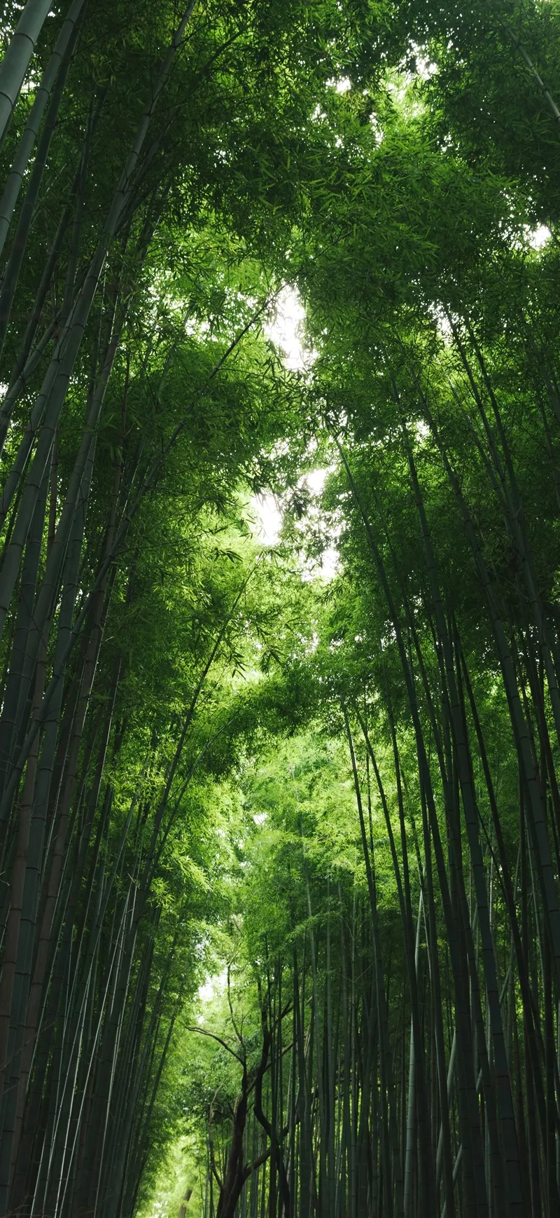 5K绿油油的竹林小道