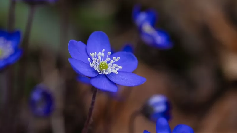 质感非常好的紫银莲花6K电脑壁纸