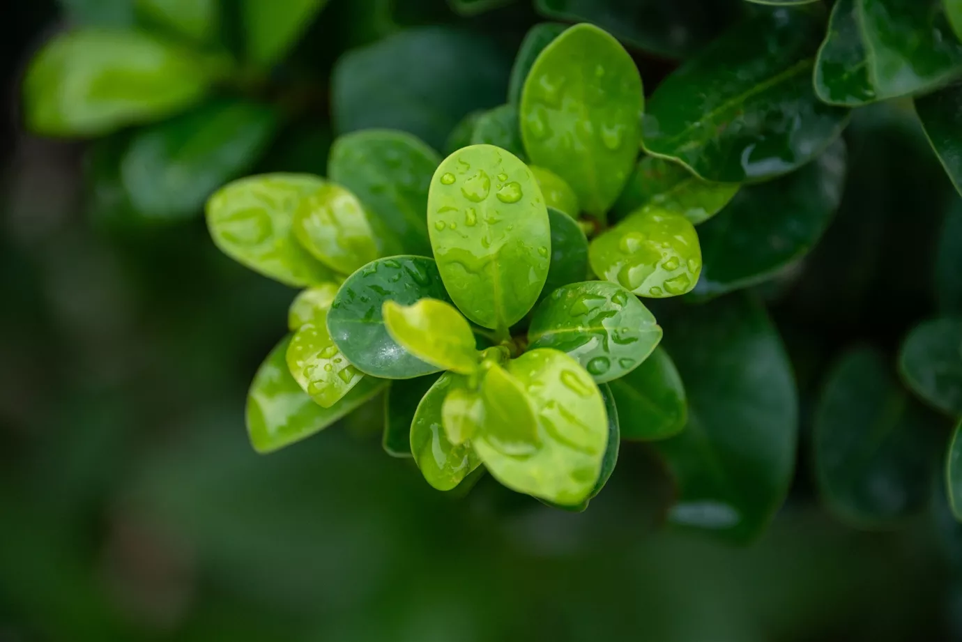 雨后的黄杨叶片特写7K电脑壁纸