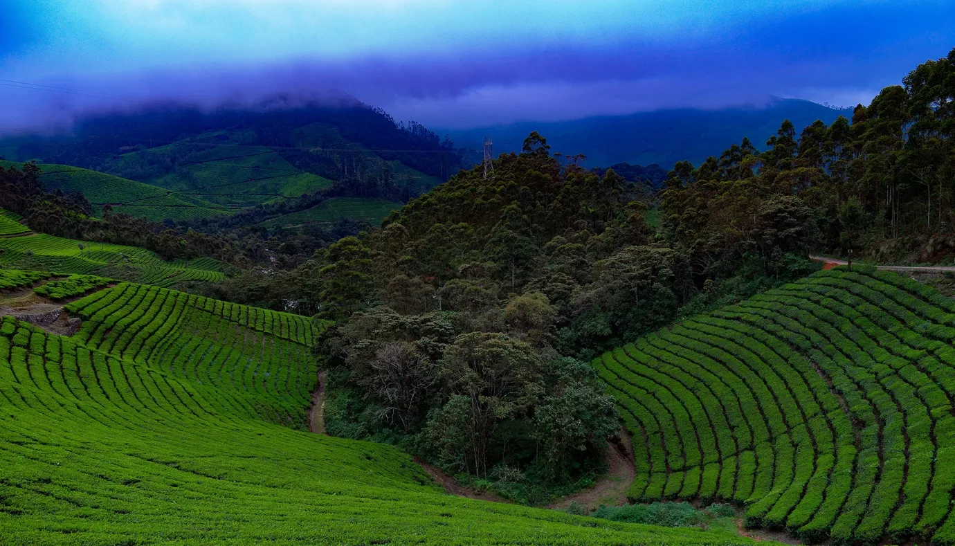 山地茶园景观层层叠叠的茶树6K电脑壁纸