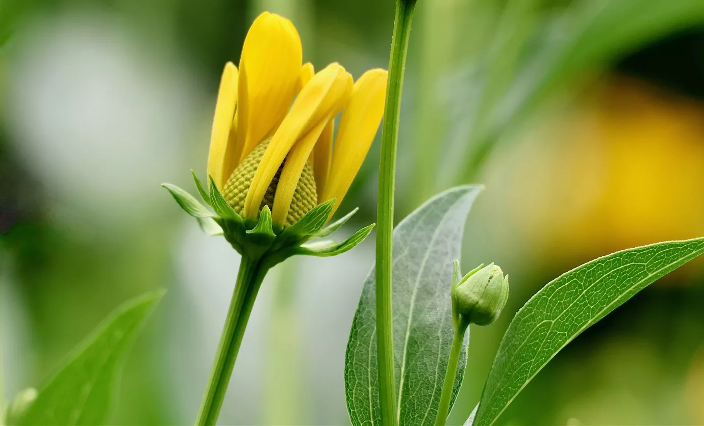 初绽状态的金光菊7K电脑壁纸