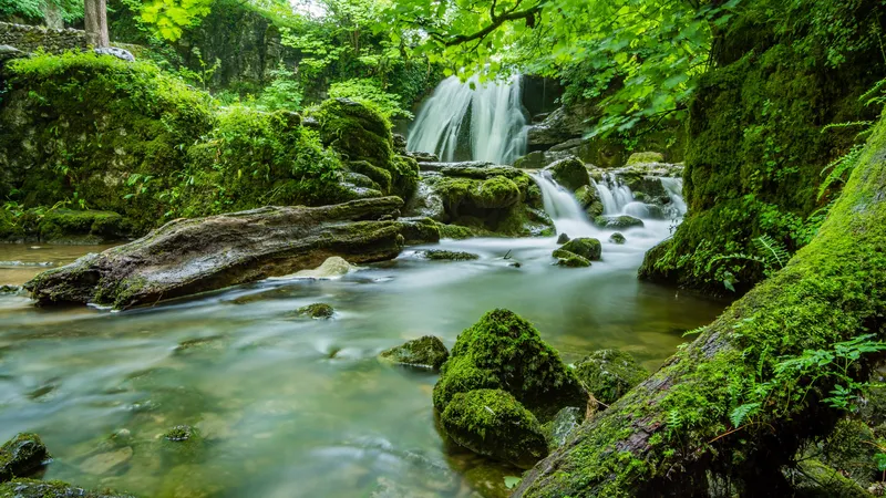 森林深处的绿叶大瀑布
