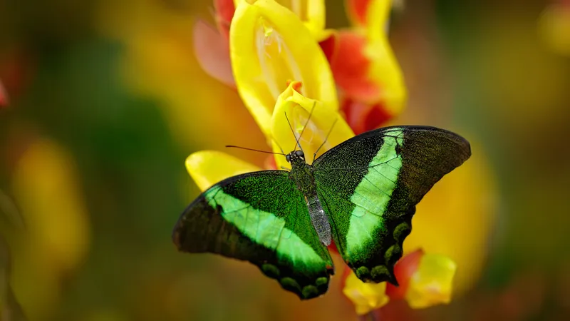 美丽的凤凰蝶在黄色花蕾上歇着