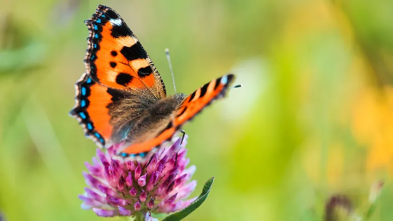 火红色蝴蝶在红色花瓣上