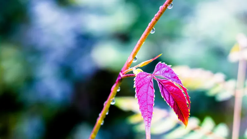 紫红色的树叶