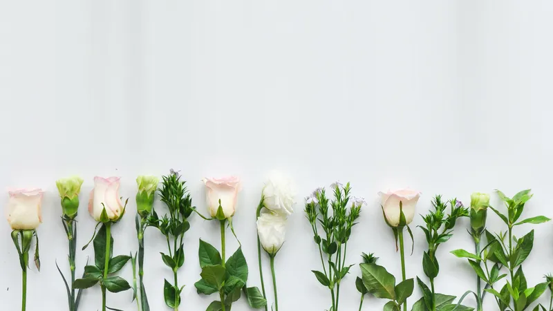 白色背景下的康乃馨