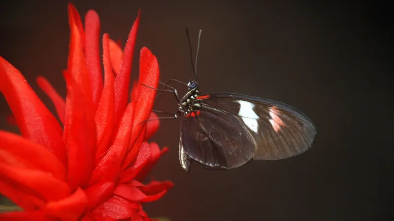 红色艳丽的花和蝴蝶