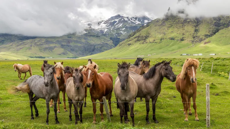 绿色牧场里的马群