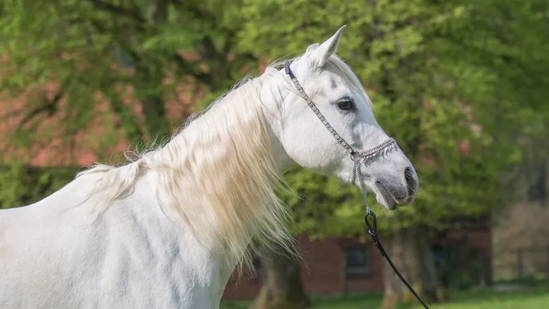 后院的一匹白马
