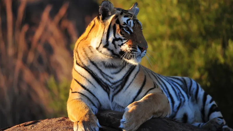 在石头上休息的老虎