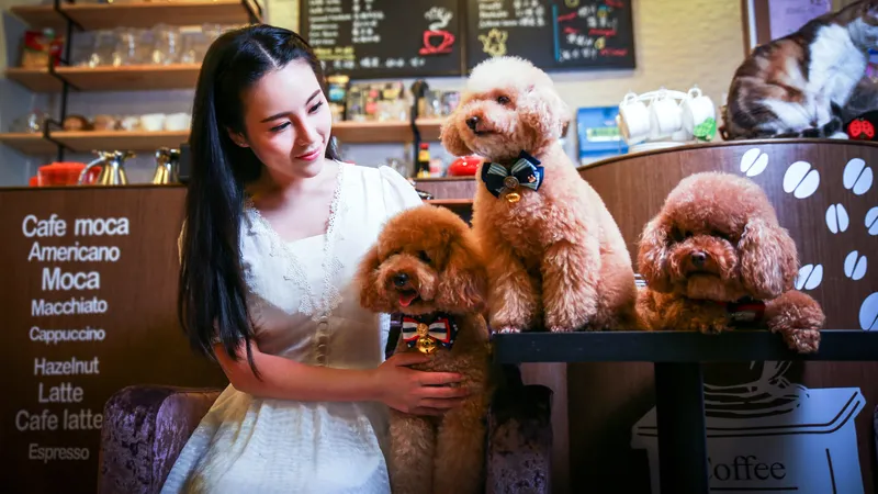 宠物店的美女和三条泰迪狗