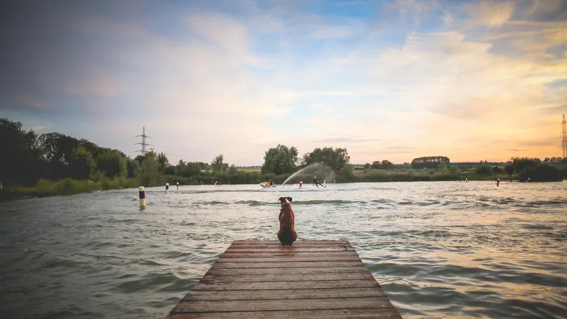 在码头上观望的狗狗