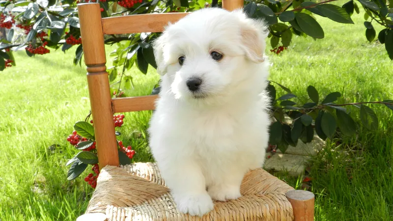 站在椅子上的小狗