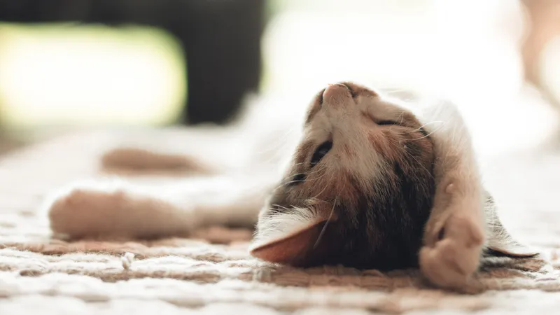 睡在地毯上的猫咪