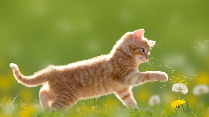 花丛中的小黄猫