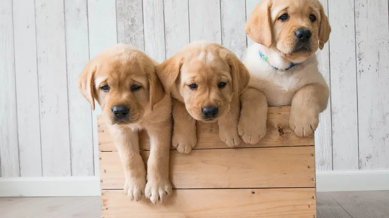 苹果iMac pro系统自带4K壁纸3只小狗仔