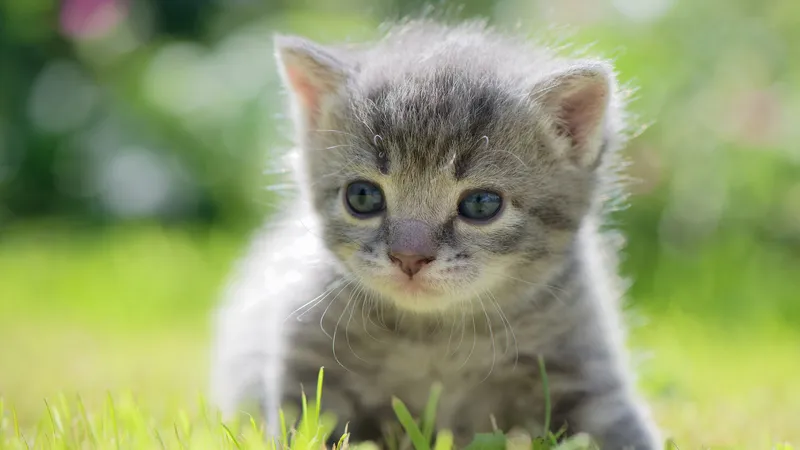 灰色小猫面部特写