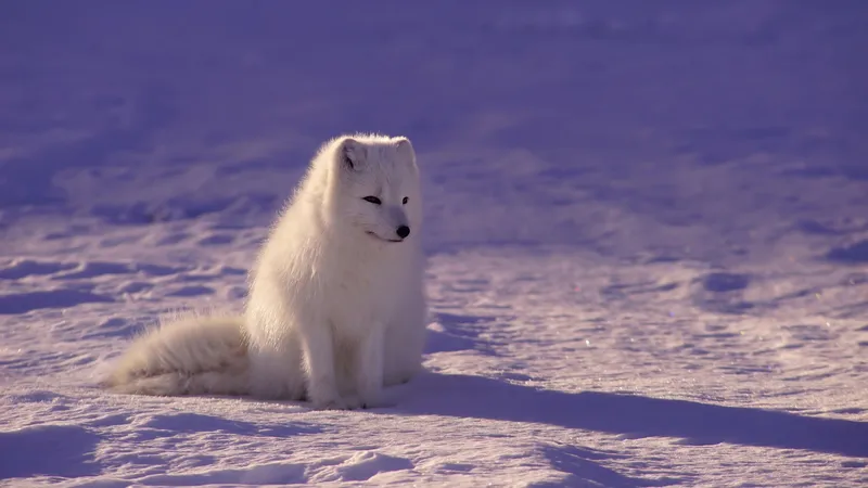 雪地里的北极狐