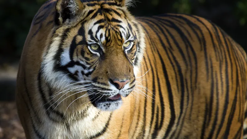 一只肥壮的中年老虎