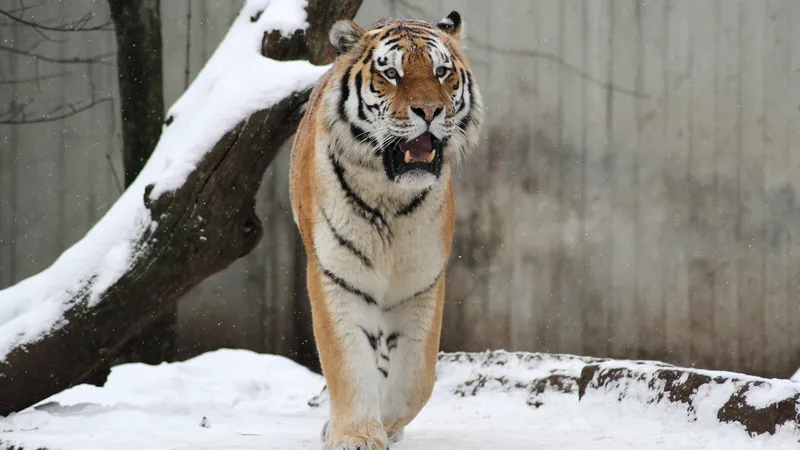 下雪天动物园里的老虎