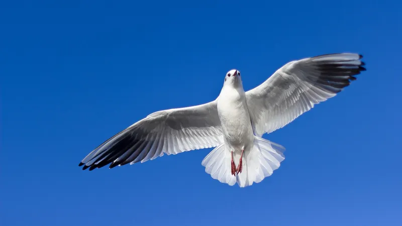 蓝天中飞翔的海鸥