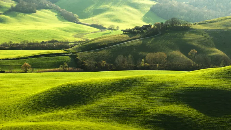 起伏的绿色草原山林