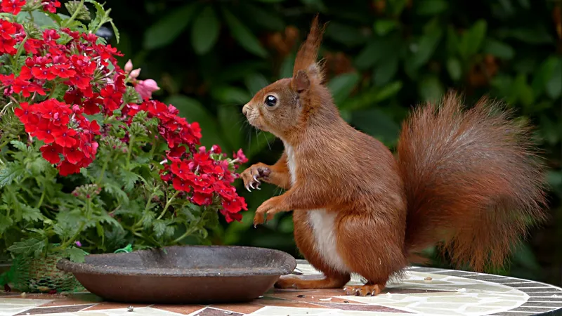 可爱动人的小松鼠