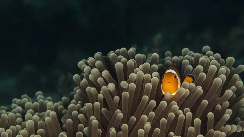 海底水草中的怪鱼