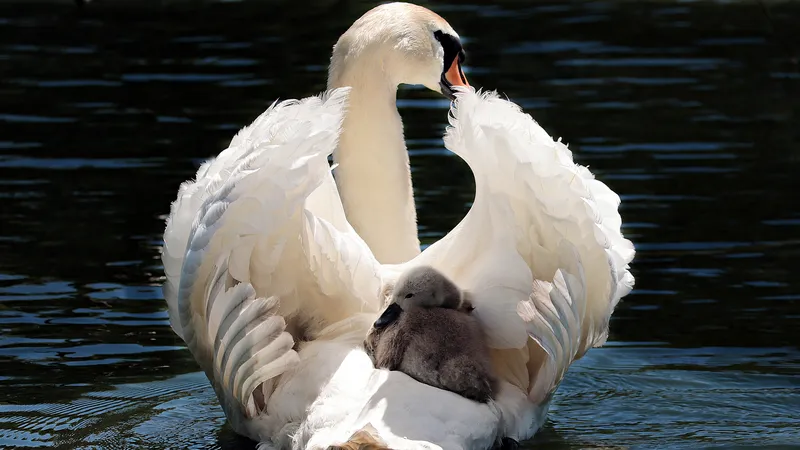 带着宝宝划水的白天鹅