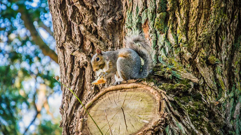 大树上吃面包的松鼠