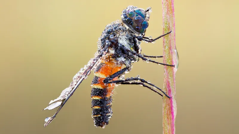 微距拍摄的昆虫之蜻蜓