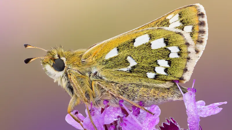 微距拍摄的昆虫之蝴蝶