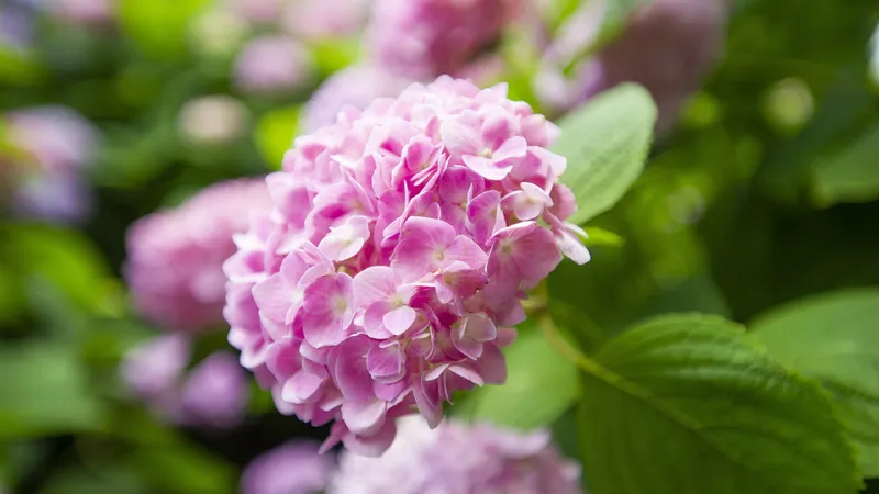 分红色的绣球花