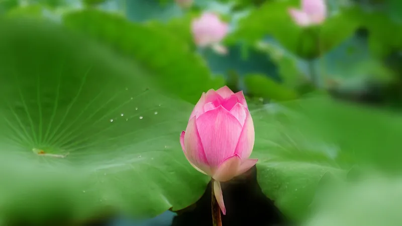 粉丝准备绽放的荷花