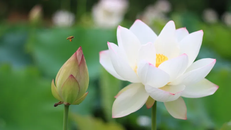 绽放的白色荷花与蜜蜂