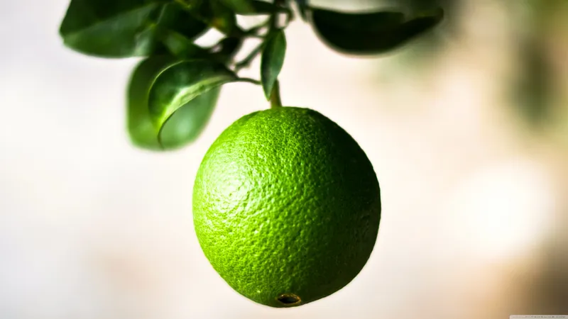 新鲜可摘的绿色橘子