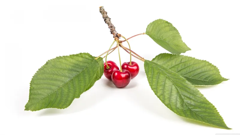 刚从树上摘下的樱桃还带着树叶