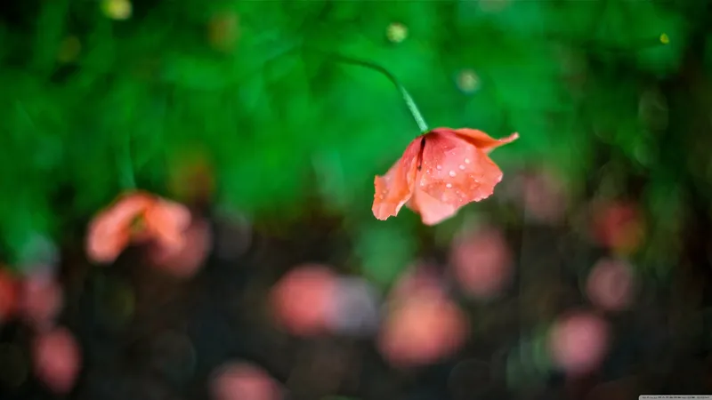 难得一见的罂粟花