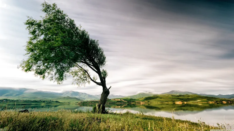 山水间一颗数被风吹弯