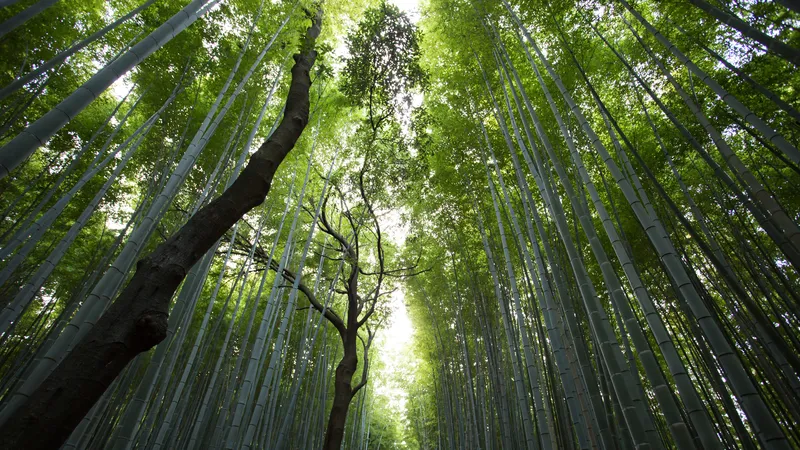 绿色养眼的竹林