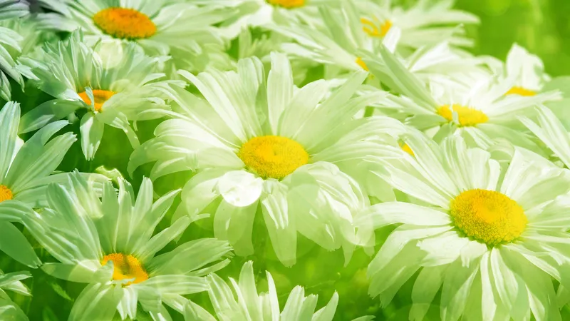 鲜嫩的向日葵花朵