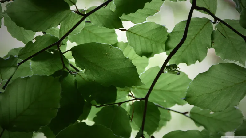 树叶下面向上看