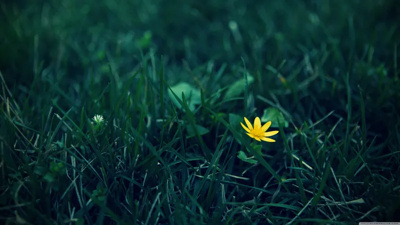 绿油油的草丛中的鲜花