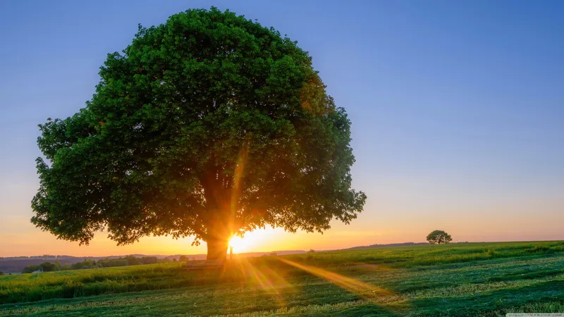 户外的风景田野上的大树
