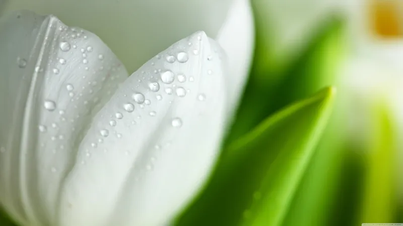 白色紫色郁金香