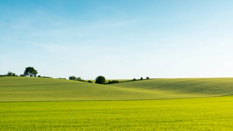 美丽的绿色麦田风光