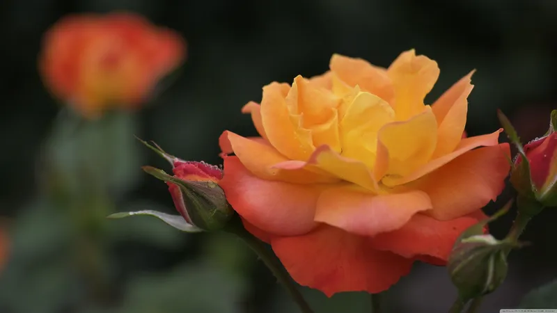 橙红色的玫瑰花