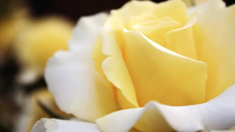 黄白色的玫瑰花