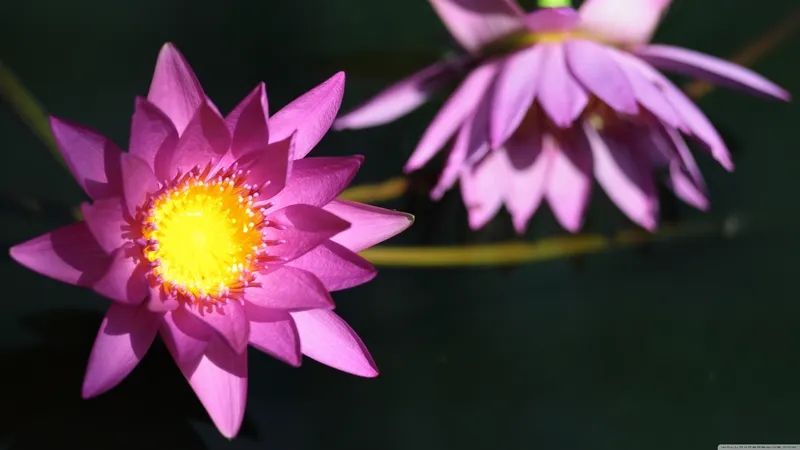 微距拍摄的荷花