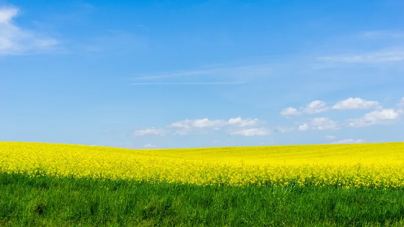 一望无际的油菜花
